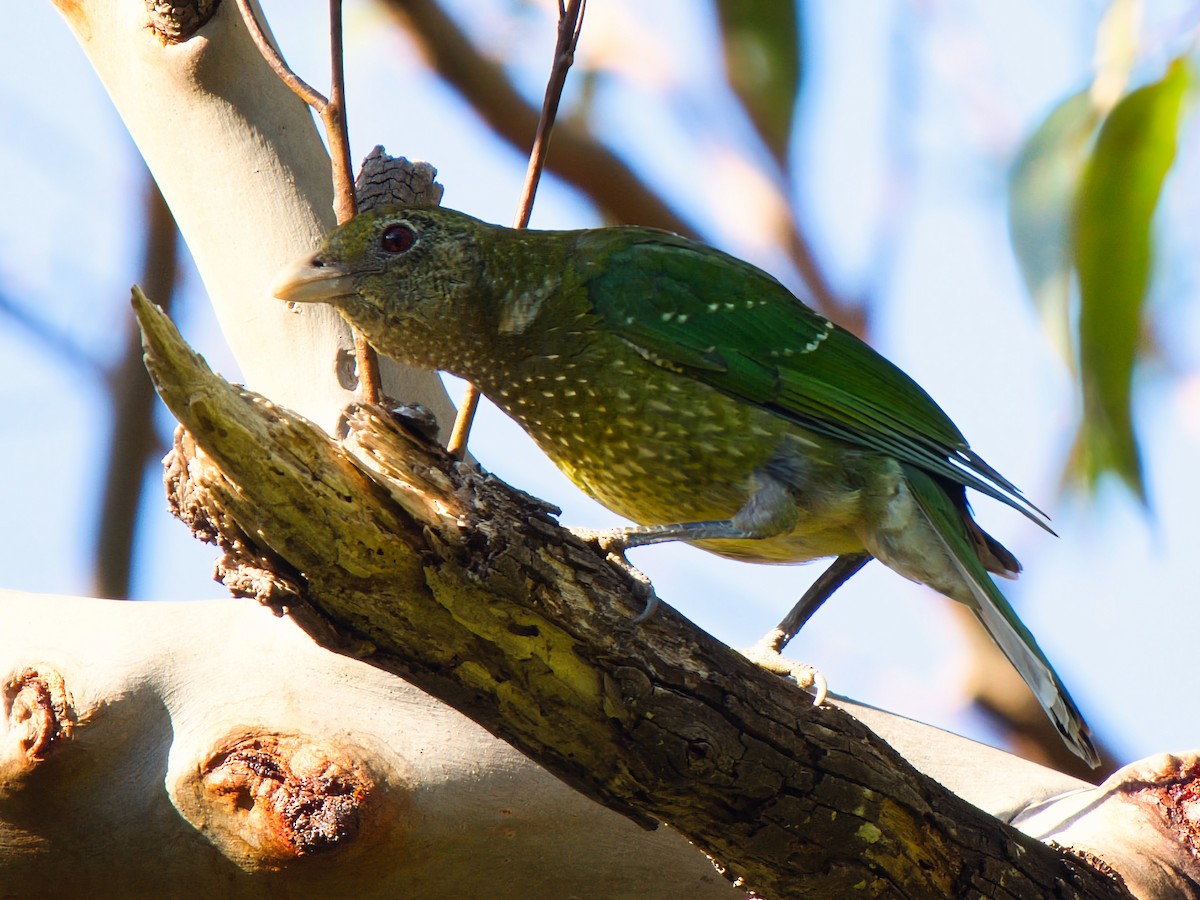 Green Catbird - ML643218969