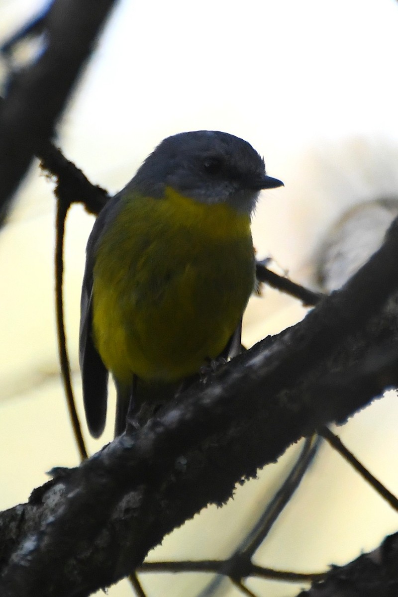 Eastern Yellow Robin - ML643218970