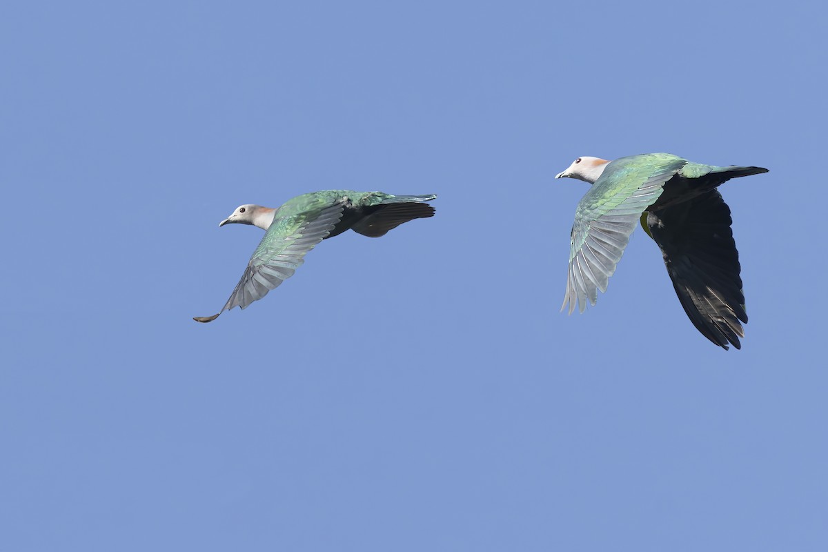 Green Imperial-Pigeon - ML643218971