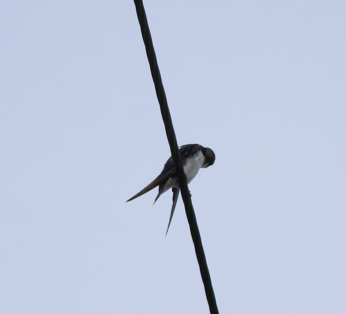 Wire-tailed Swallow - ML643218972