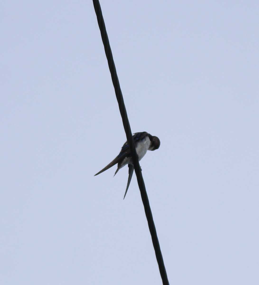 Wire-tailed Swallow - ML643218973