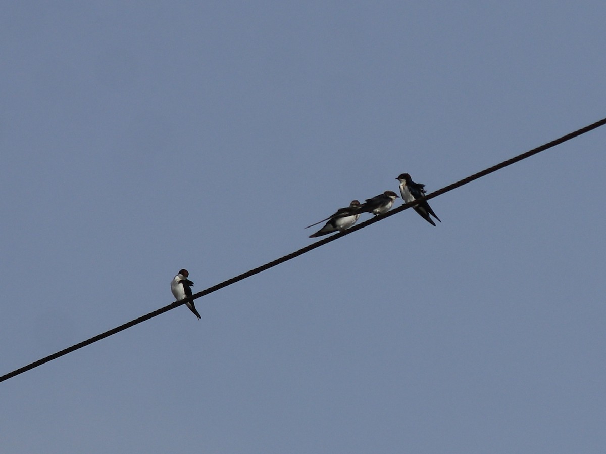 Wire-tailed Swallow - ML643218974