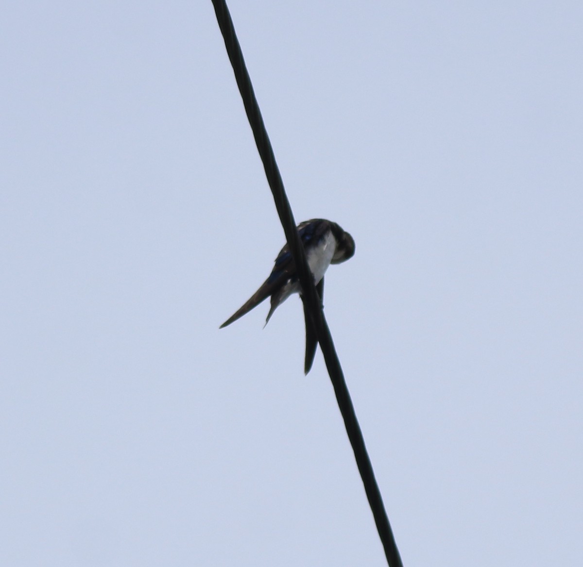 Wire-tailed Swallow - ML643218975
