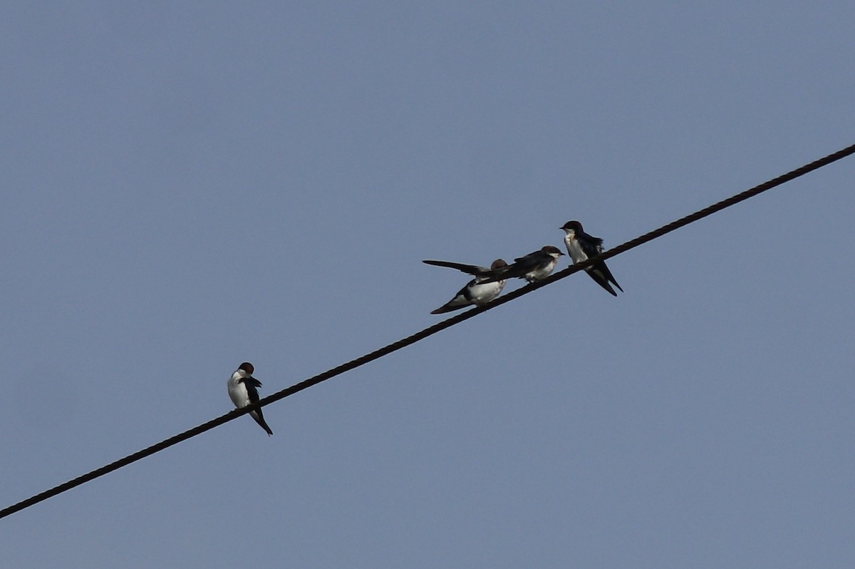 Wire-tailed Swallow - ML643218976