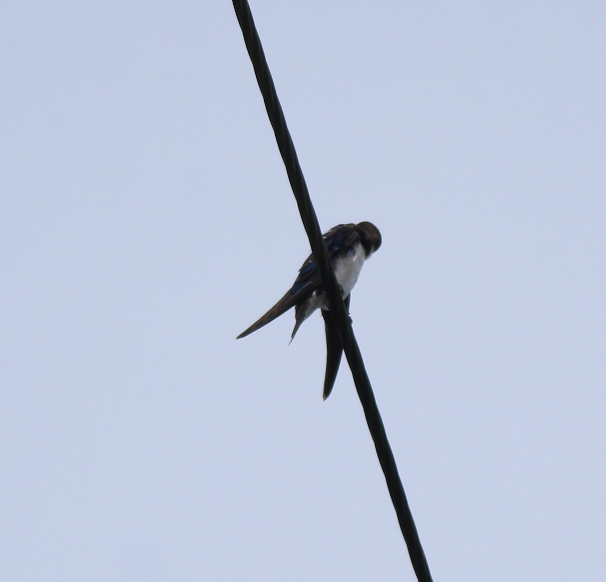 Wire-tailed Swallow - ML643218977