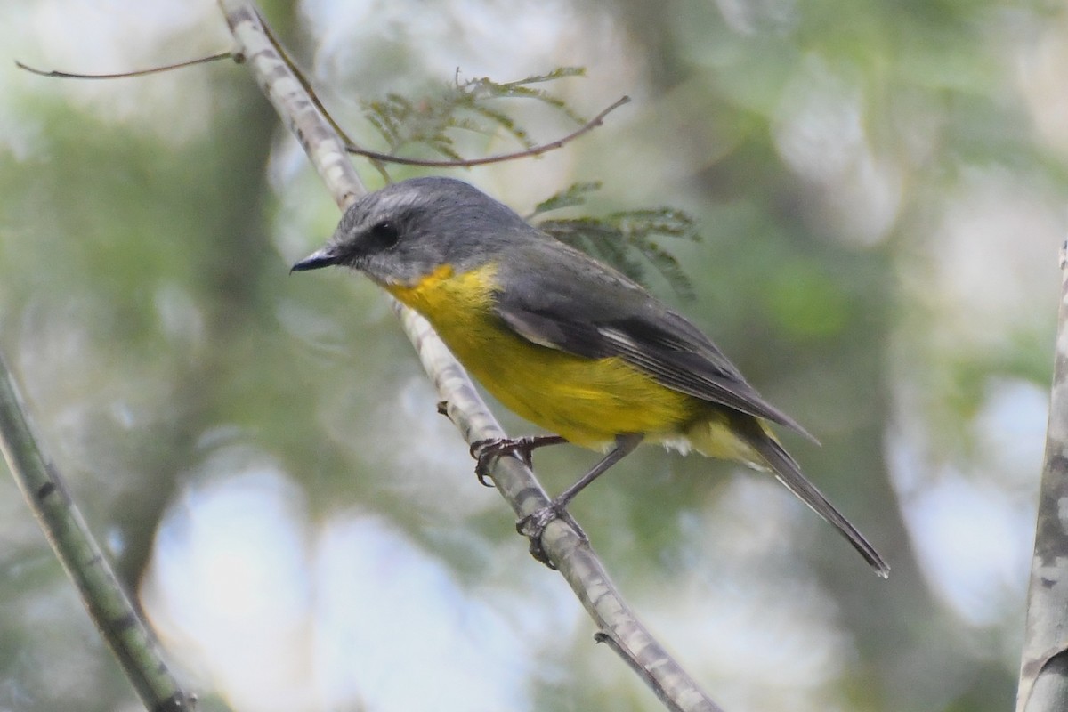 Eastern Yellow Robin - ML643218978