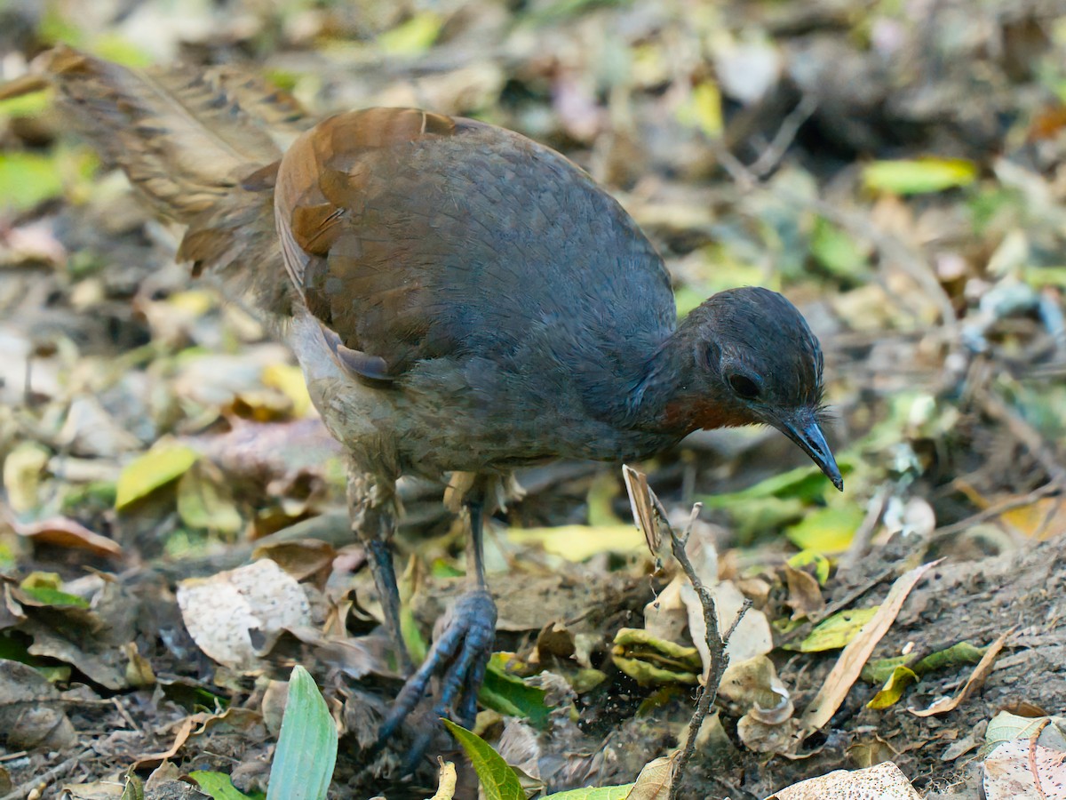 Superb Lyrebird - ML643218983