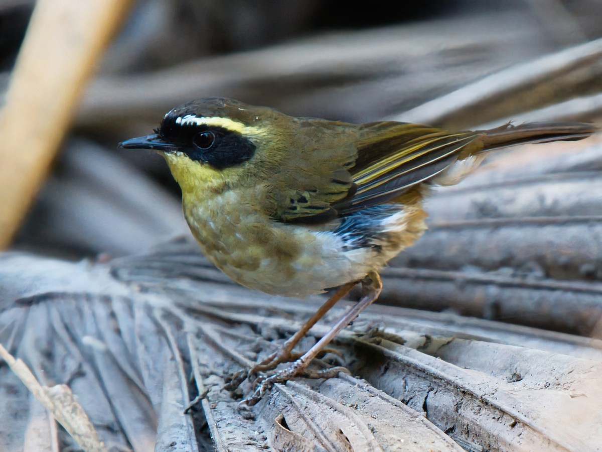 Yellow-throated Scrubwren - ML643218991