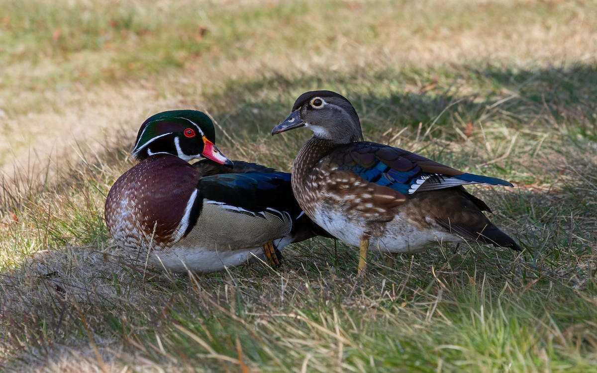Wood Duck - ML643218994