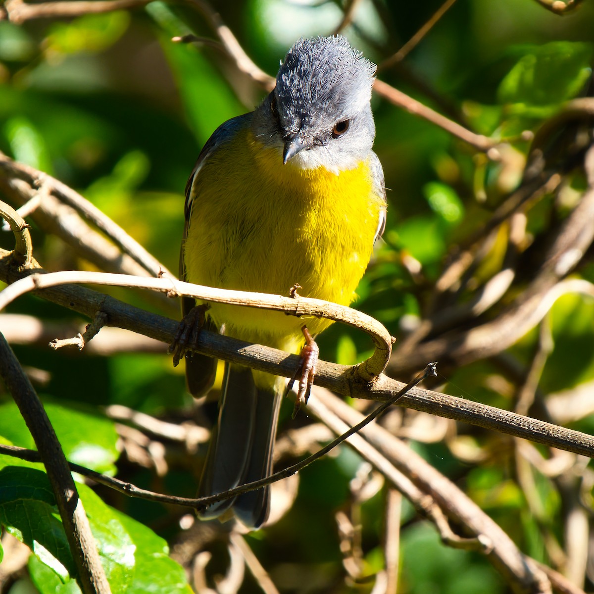 Eastern Yellow Robin - ML643218996