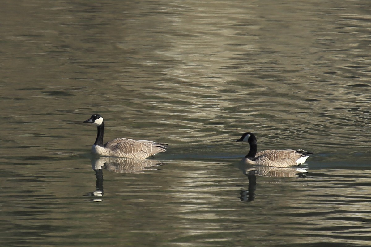 Canada Goose - ML643219001