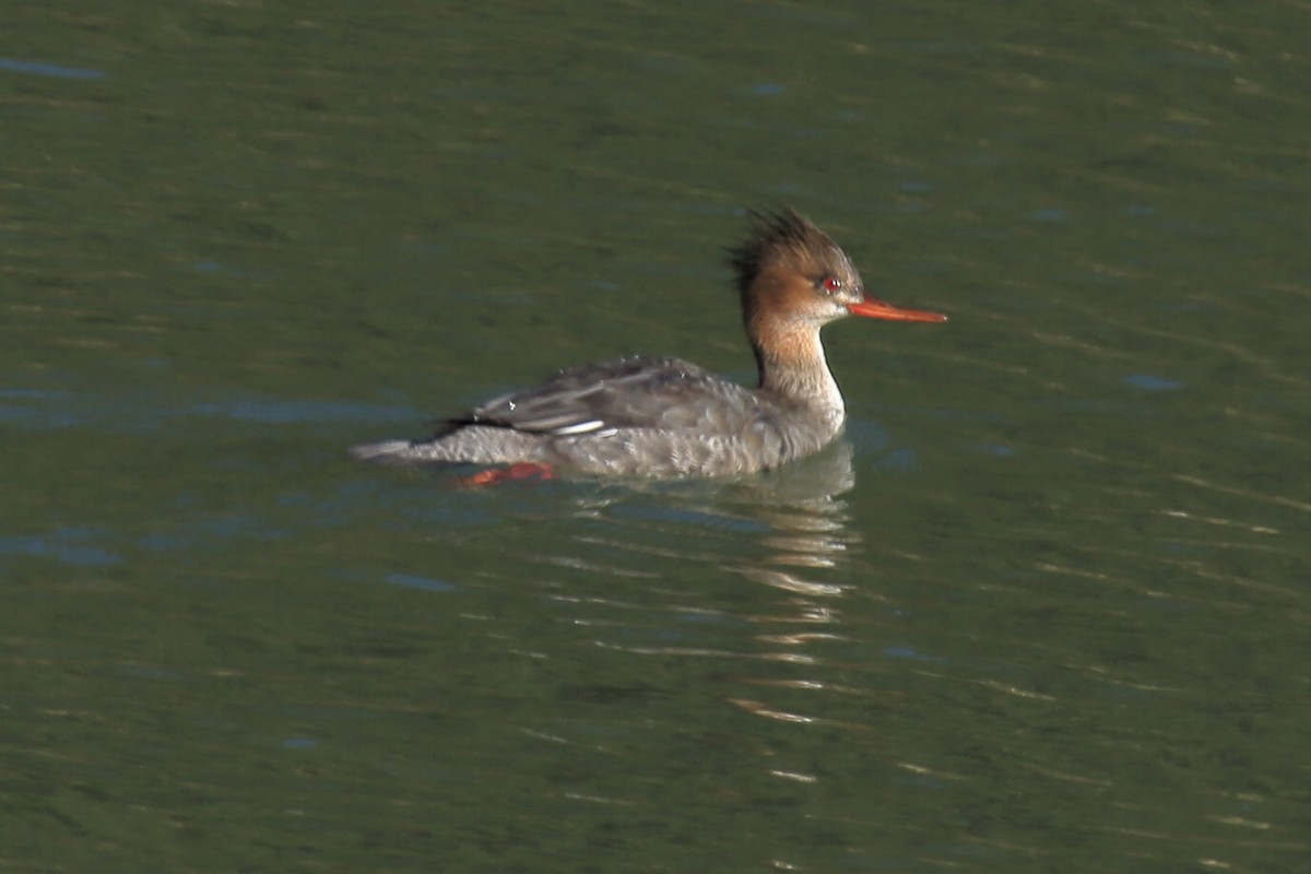 Red-breasted Merganser - ML643219002