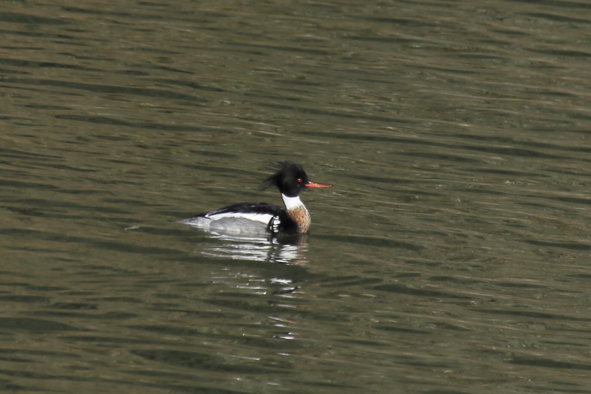 Red-breasted Merganser - ML643219003
