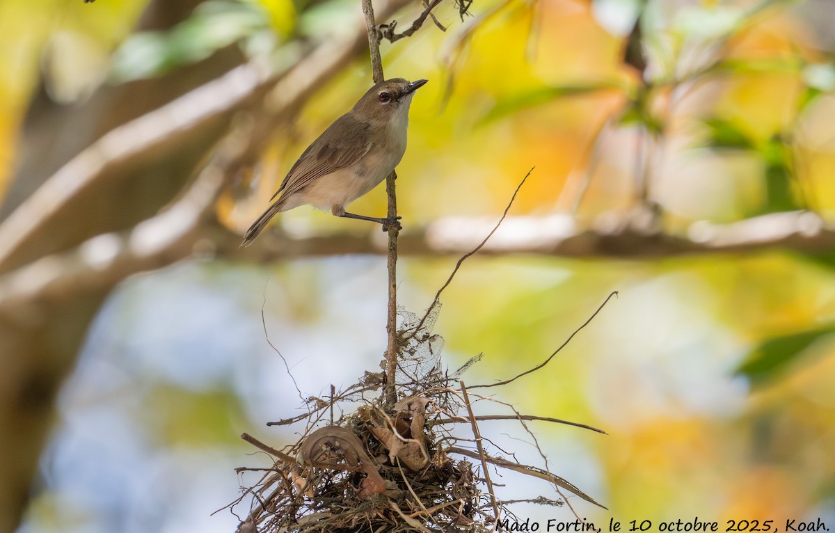 Large-billed Gerygone - ML643219004