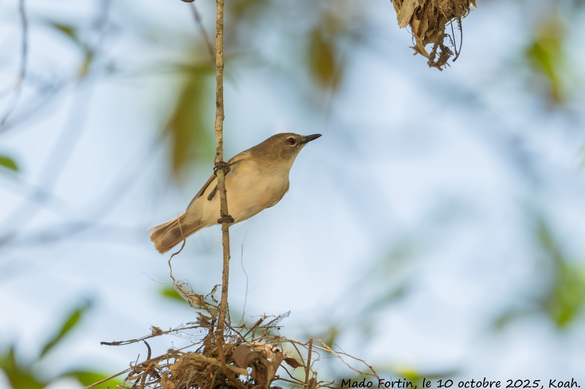 Large-billed Gerygone - ML643219005