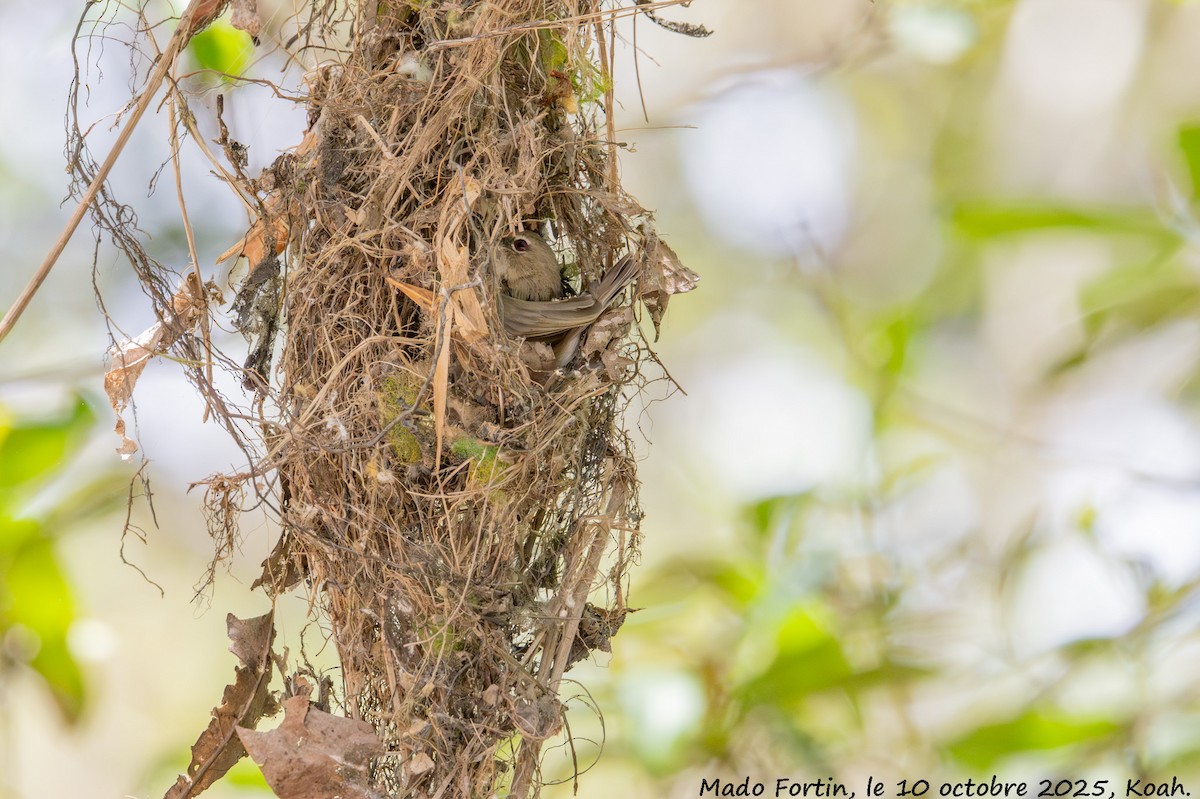 Large-billed Gerygone - ML643219006