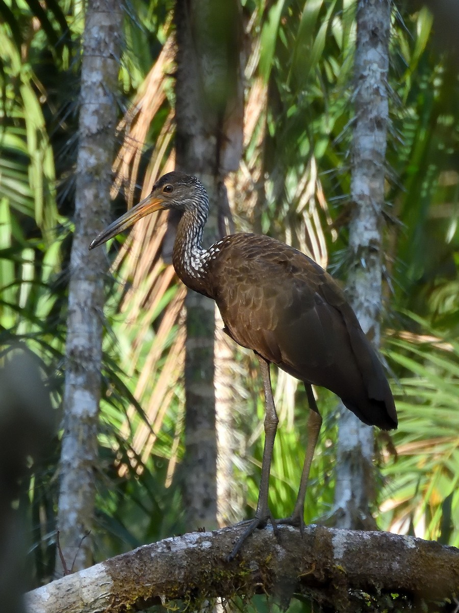 Limpkin - ML643219007