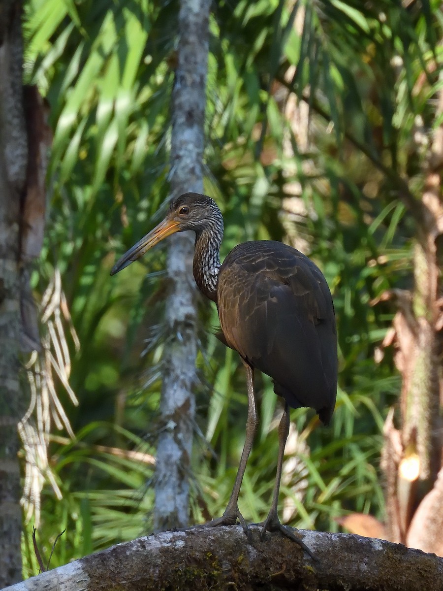 Limpkin - ML643219009