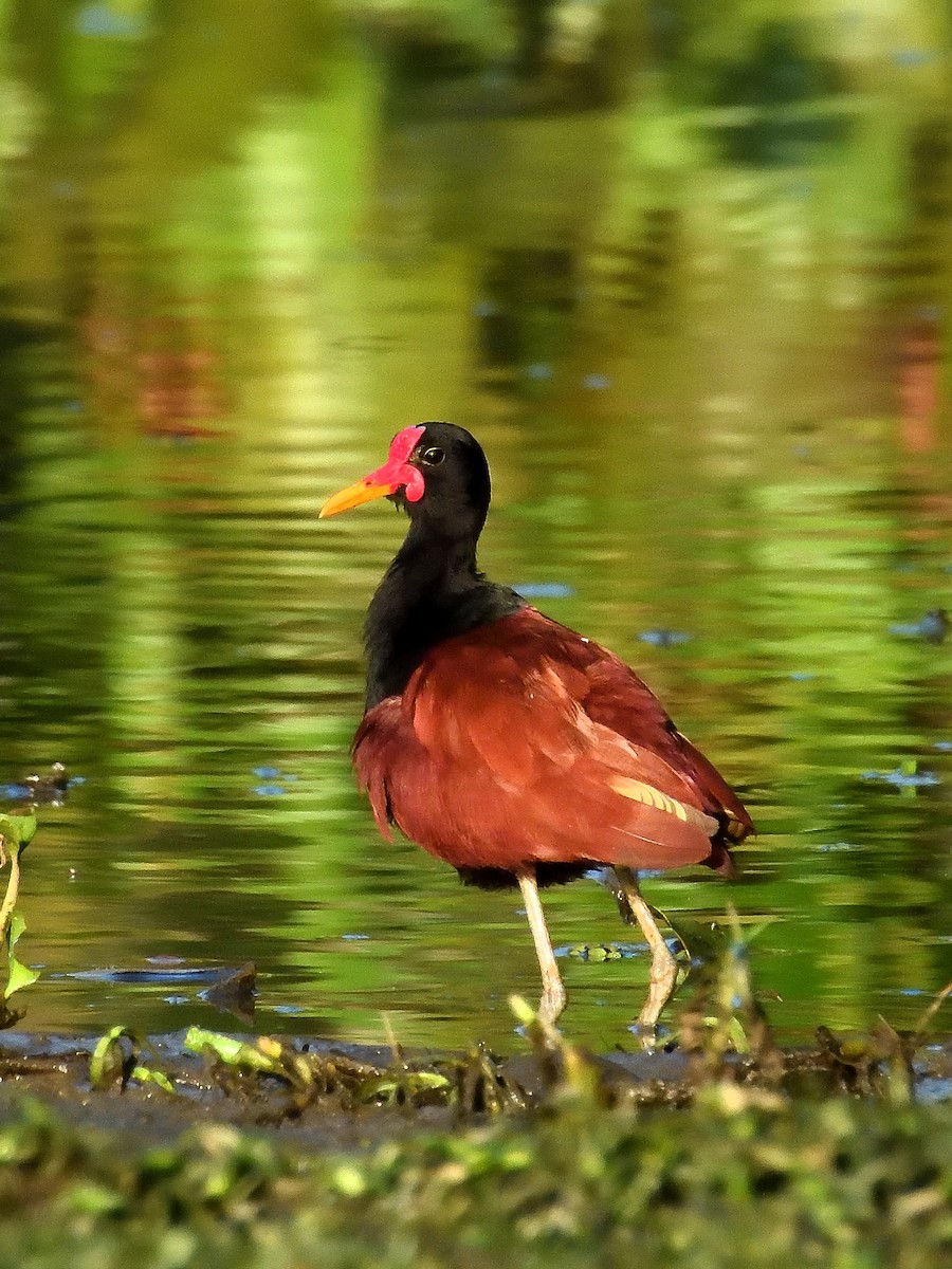 Wattled Jacana - ML643219010