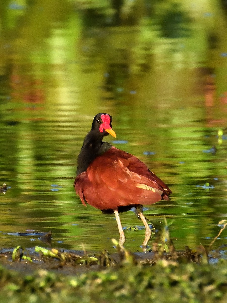 Wattled Jacana - ML643219011