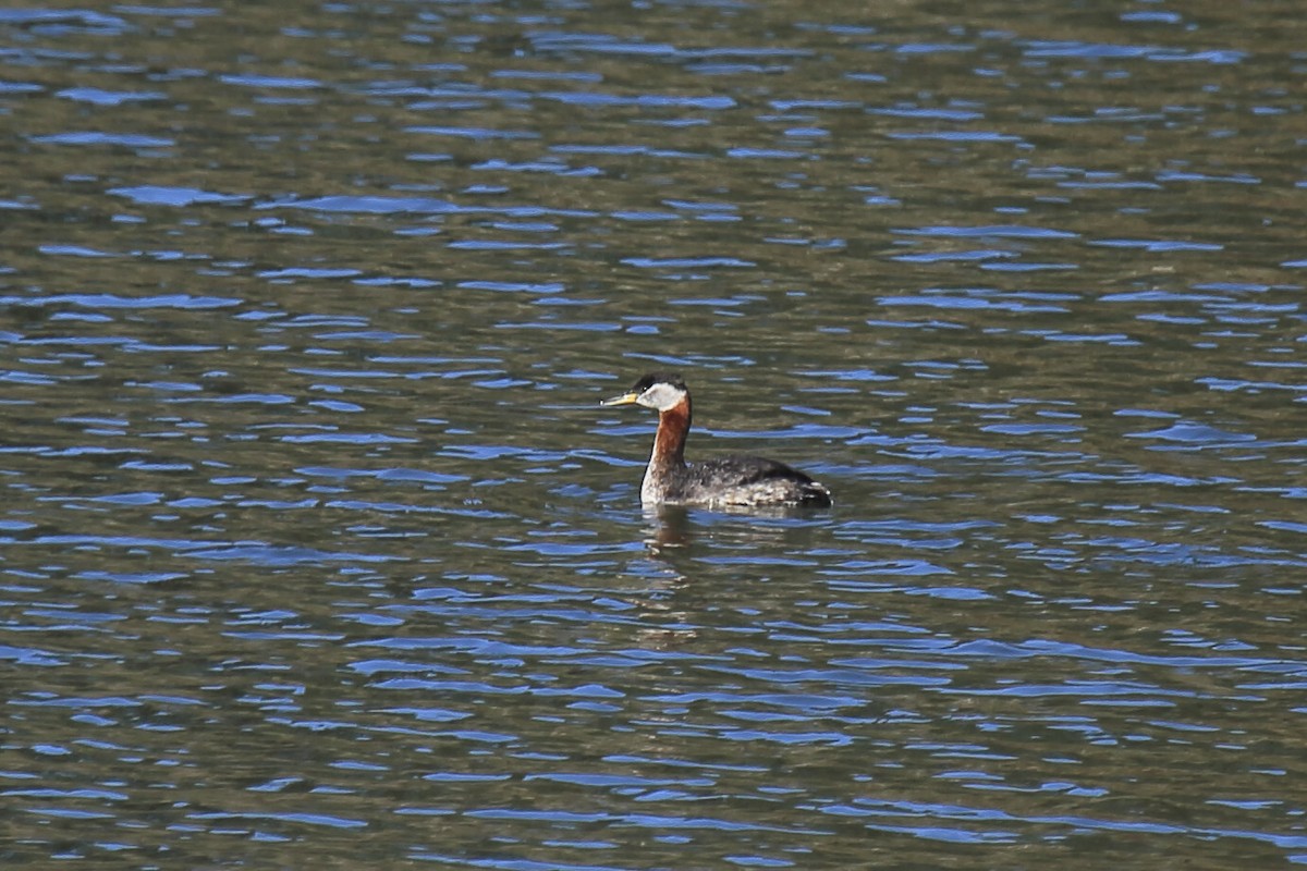 Red-necked Grebe - ML643219013