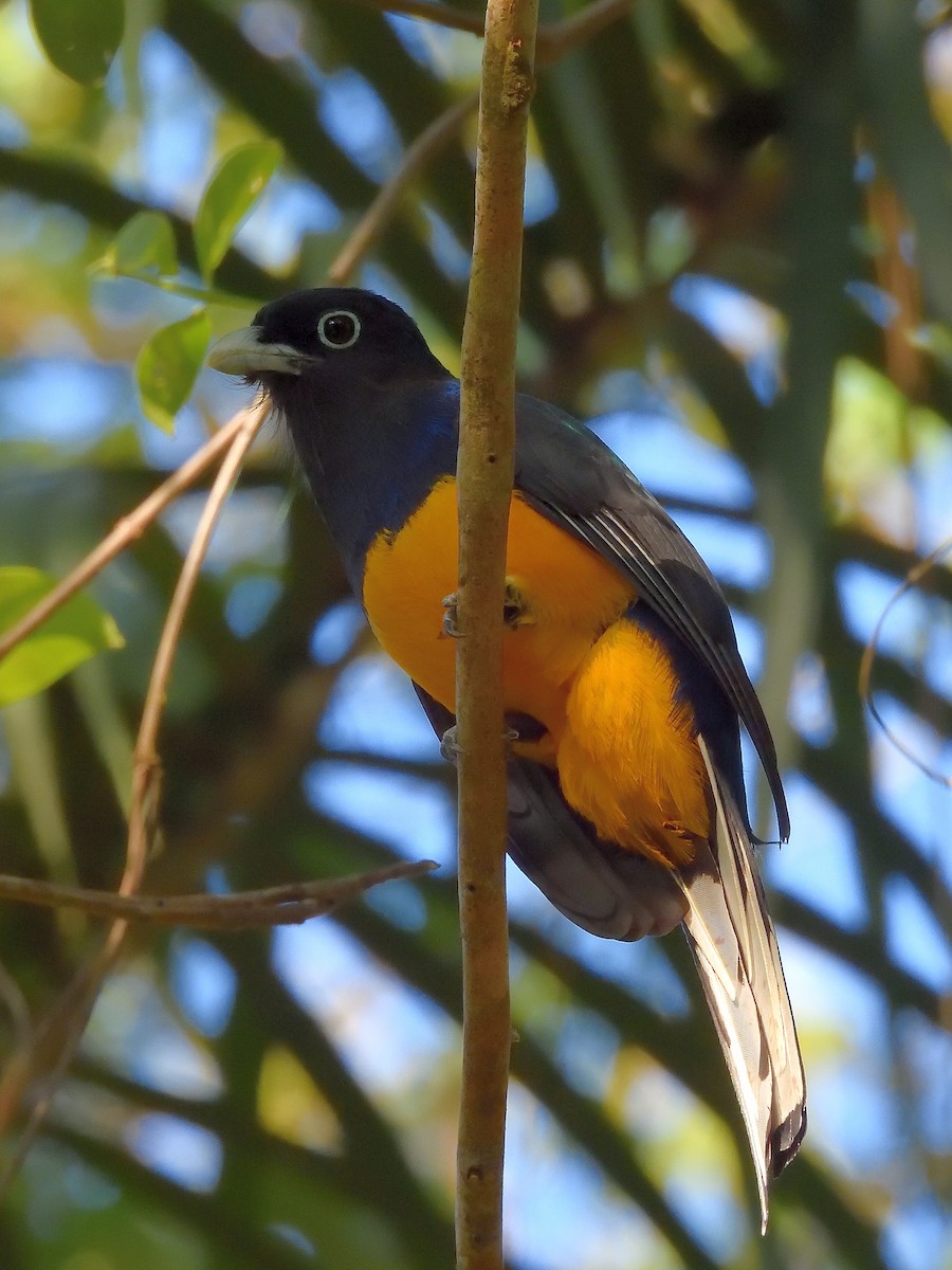 trogon zelenohřbetý - ML643219015