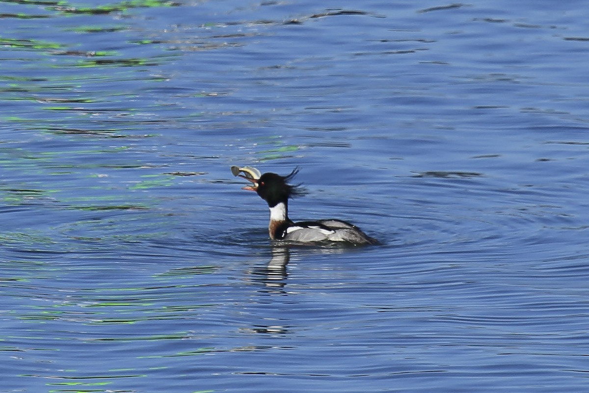 Red-breasted Merganser - ML643219016