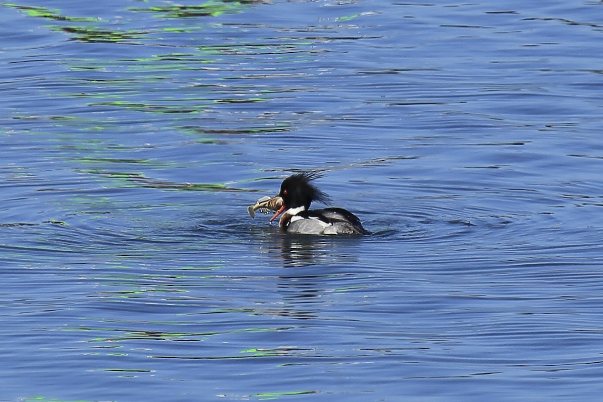 Red-breasted Merganser - ML643219017