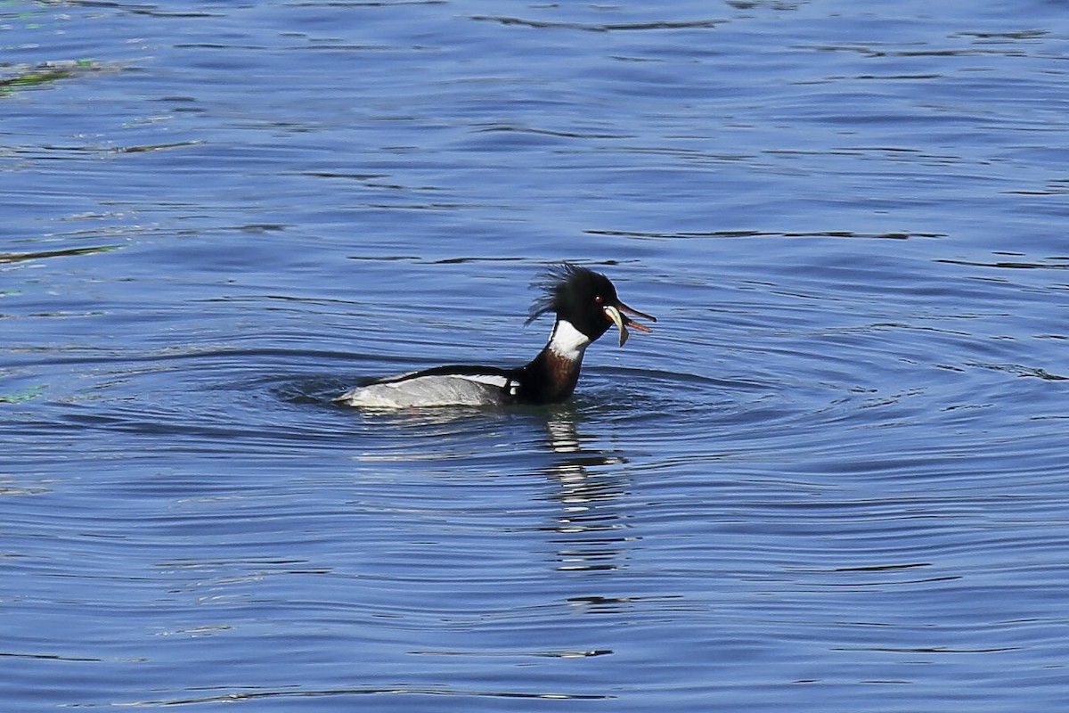 Red-breasted Merganser - ML643219018