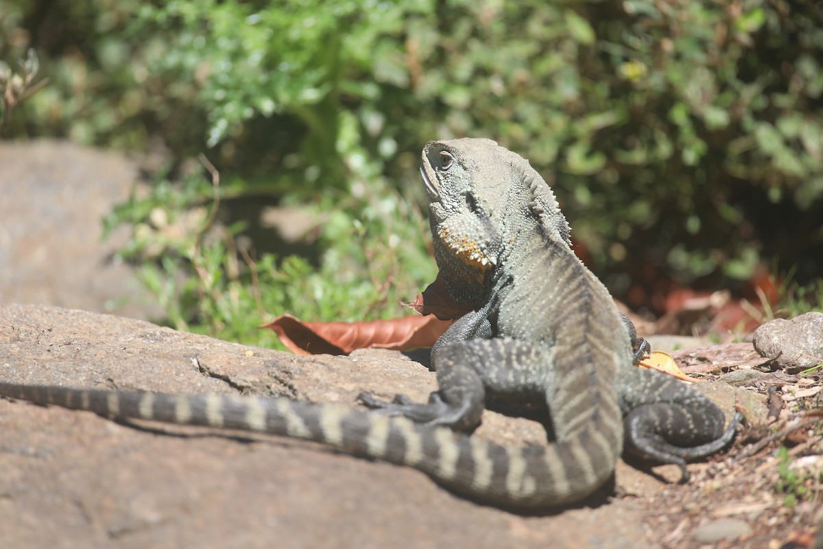 Animals - ML643219020