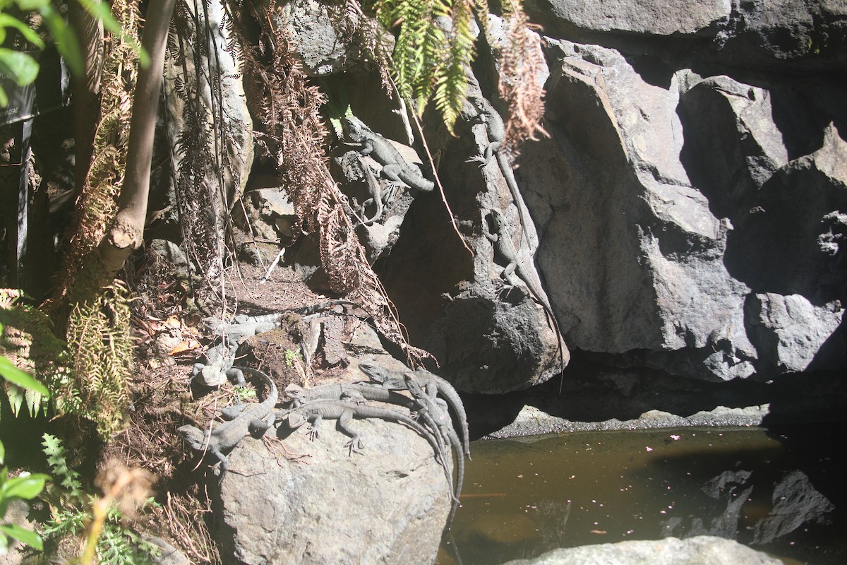 Animals - ML643219021