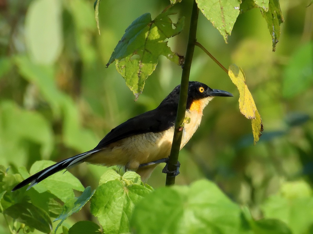 Black-capped Donacobius - ML643219022