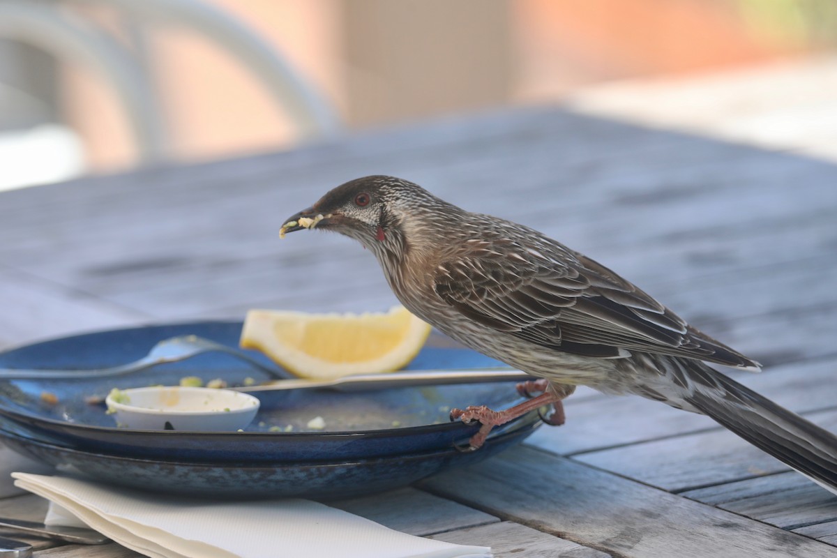 Red Wattlebird - ML643219025