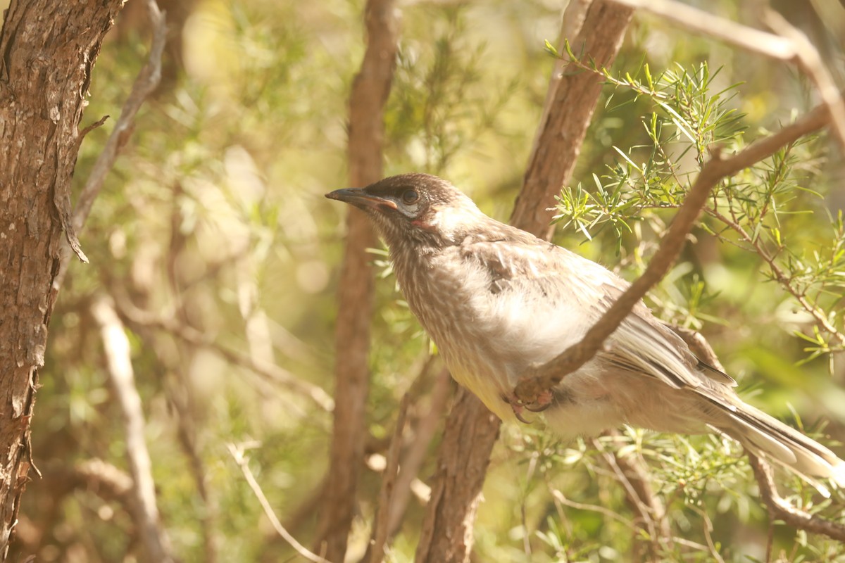 Red Wattlebird - ML643219027