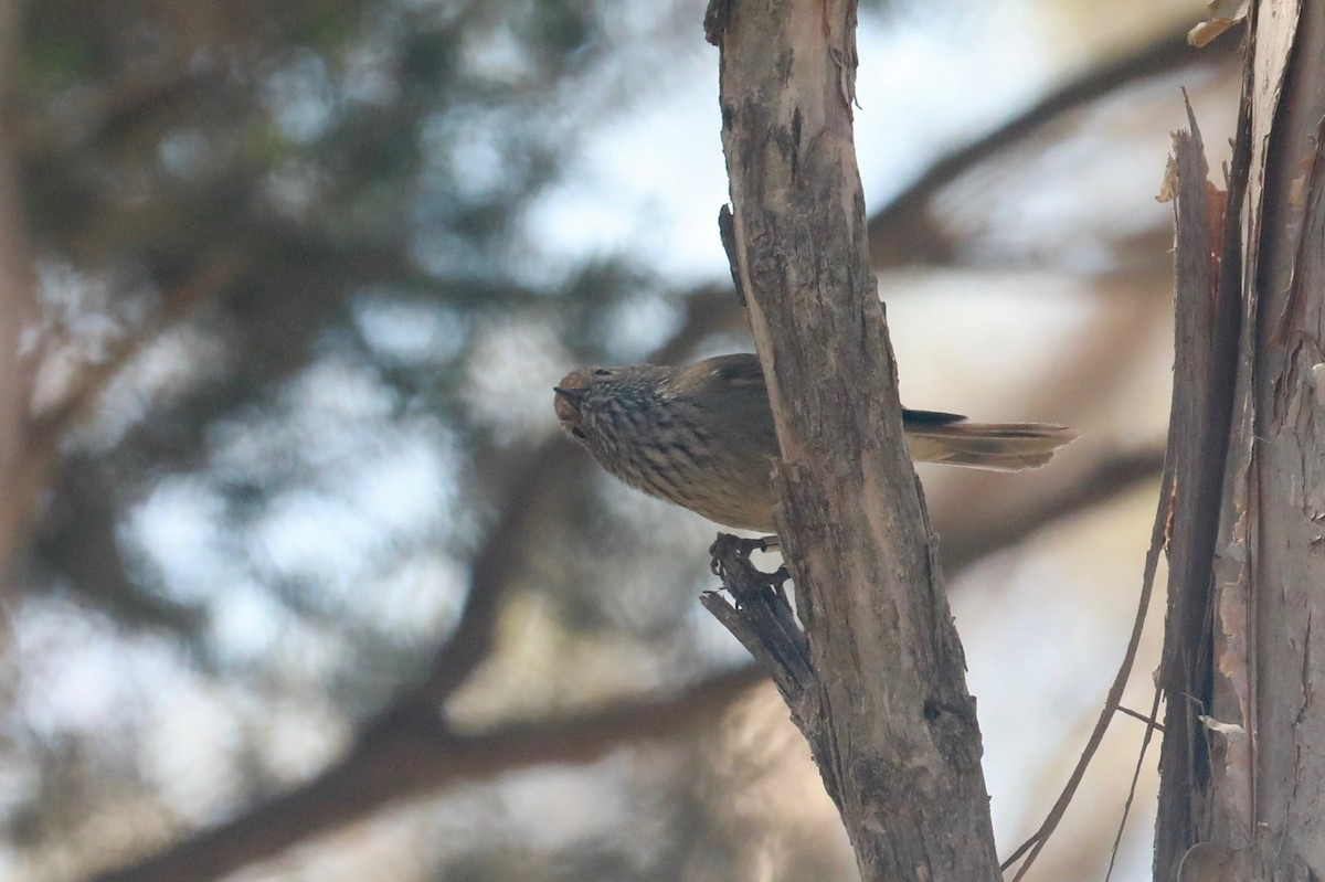 Brown Thornbill - ML643219028