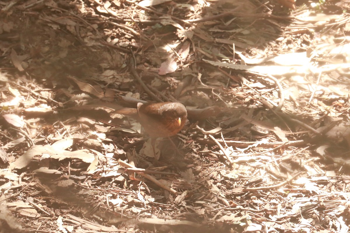 Eurasian Blackbird - ML643219030