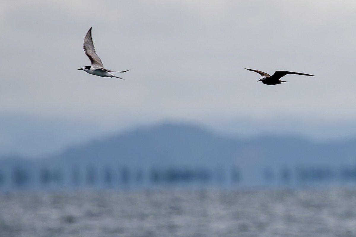 Lesser Noddy - ML643219032