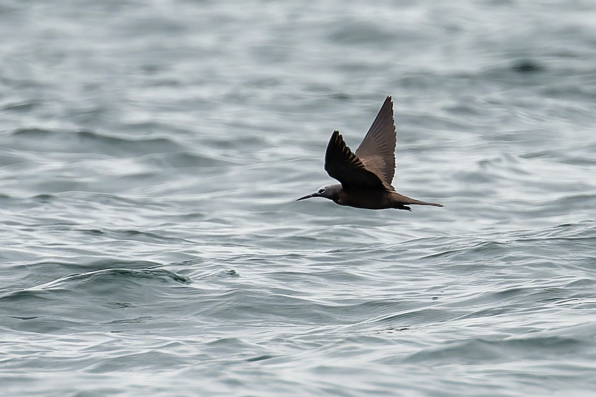 Lesser Noddy - ML643219033