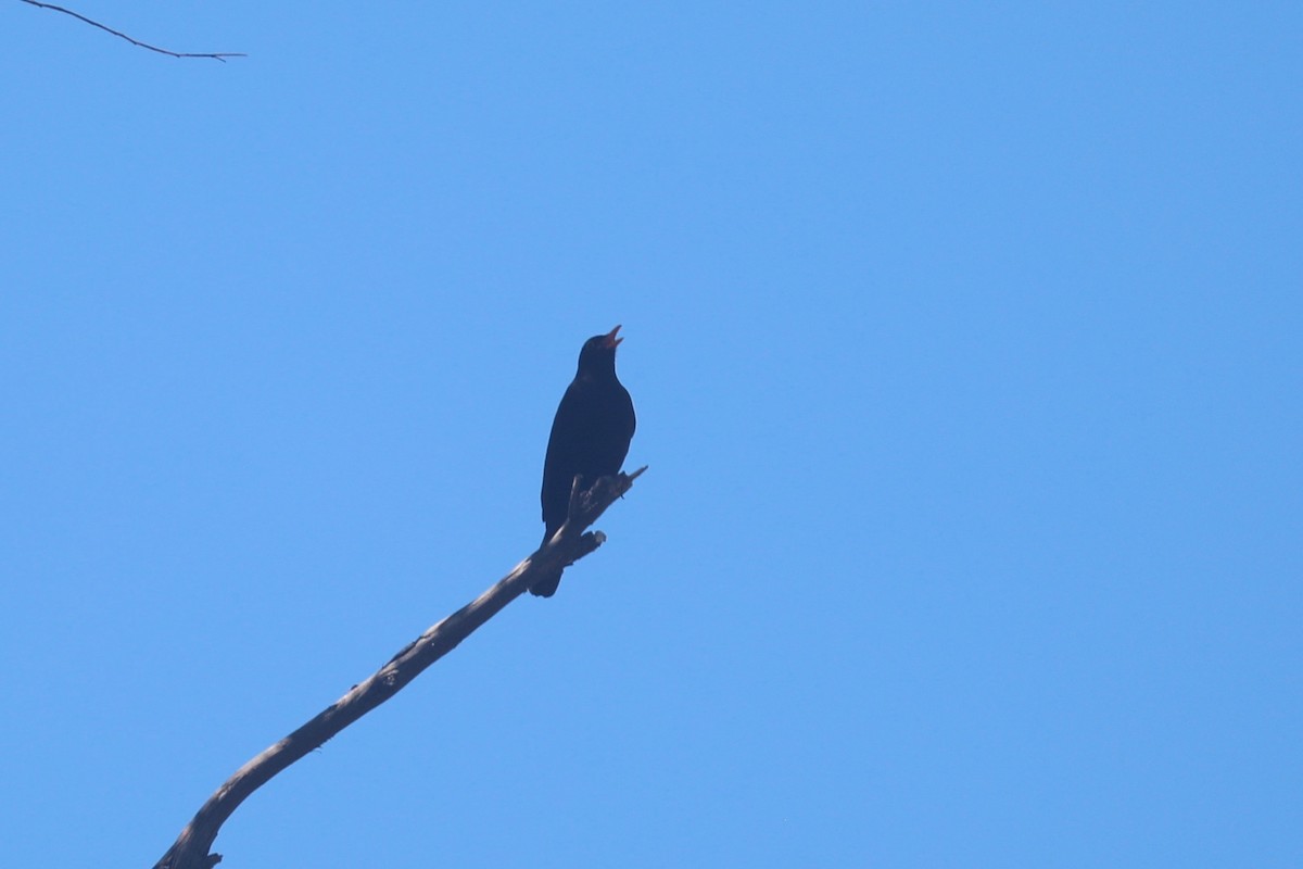 Eurasian Blackbird - ML643219036