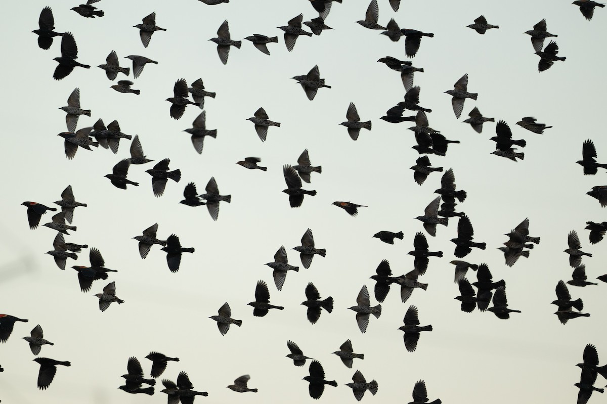 European Starling - ML643219037