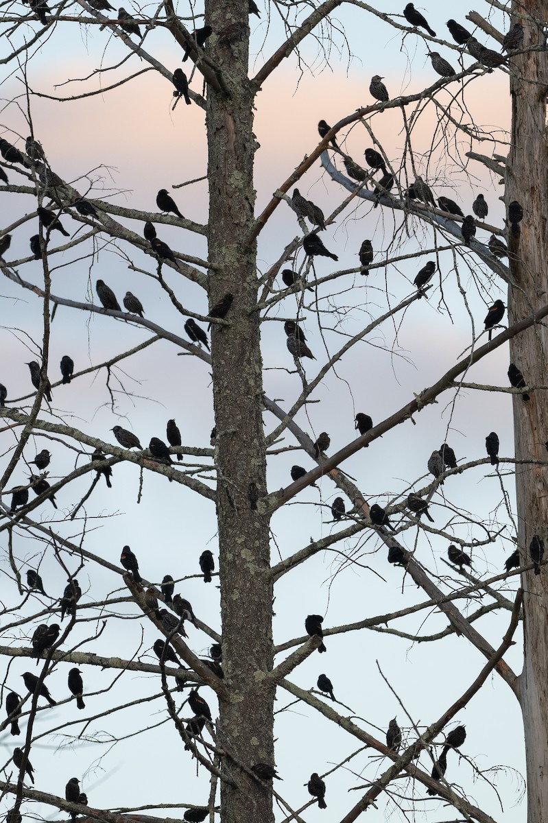 Red-winged Blackbird - ML643219040