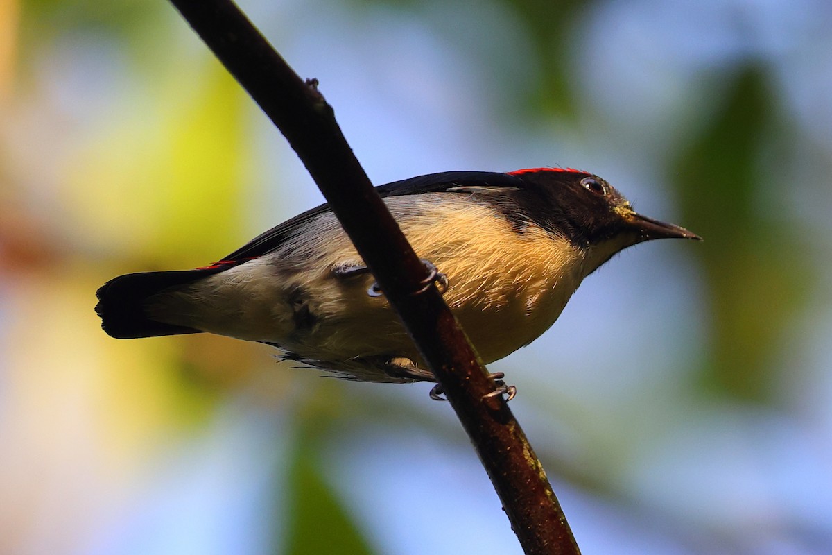 Scarlet-backed Flowerpecker - ML643219041