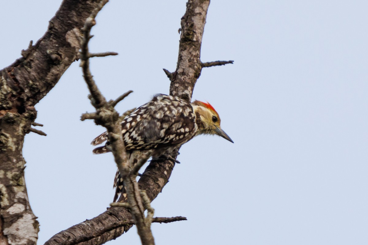 Yellow-crowned Woodpecker - ML643219052