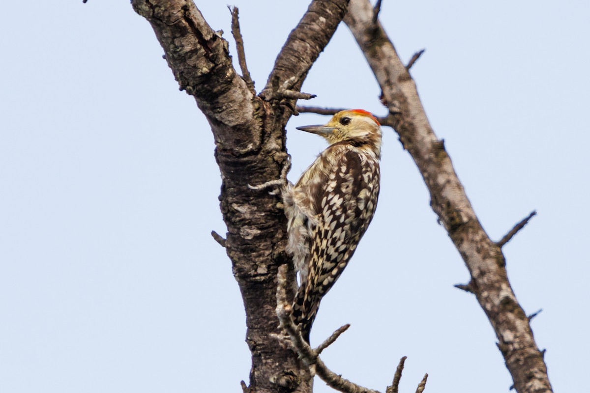 Yellow-crowned Woodpecker - ML643219053