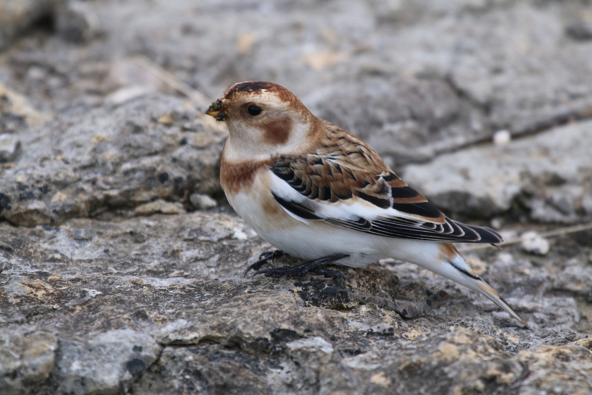 Snow Bunting - ML643219072