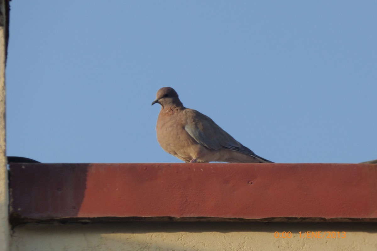 ワライバト - ML643219095