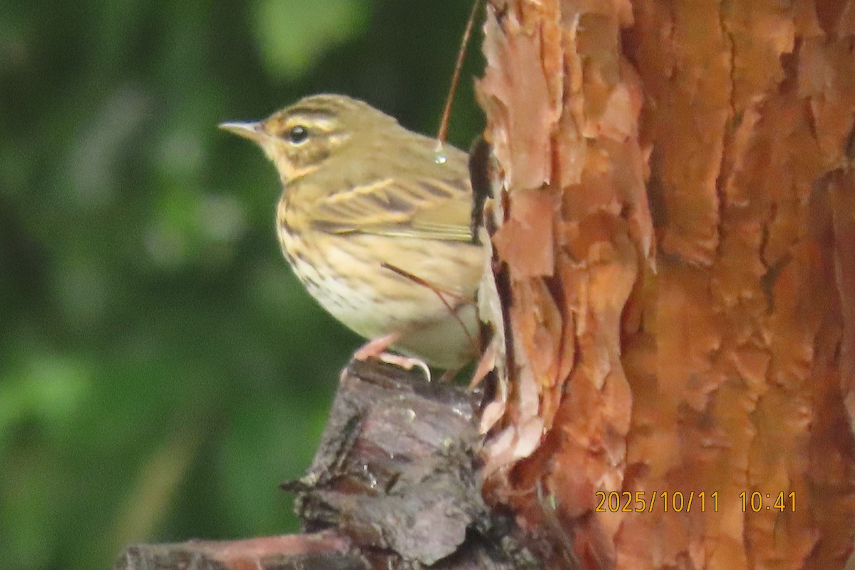 Pipit à dos olive - ML643219121