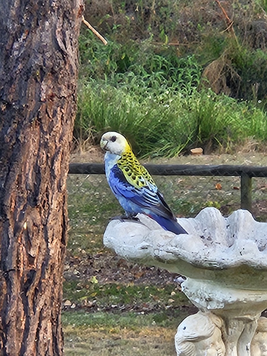 Pale-headed Rosella - ML643219144