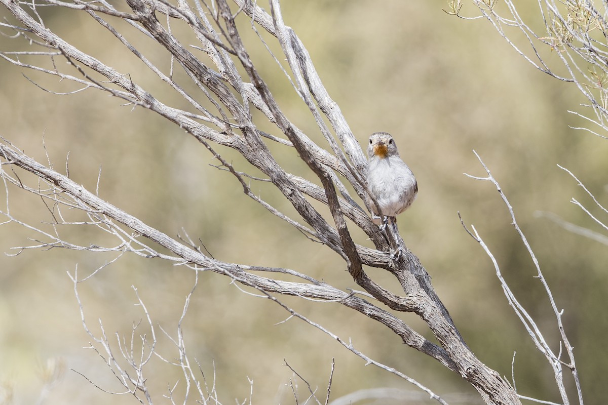 Redthroat - ML643219155