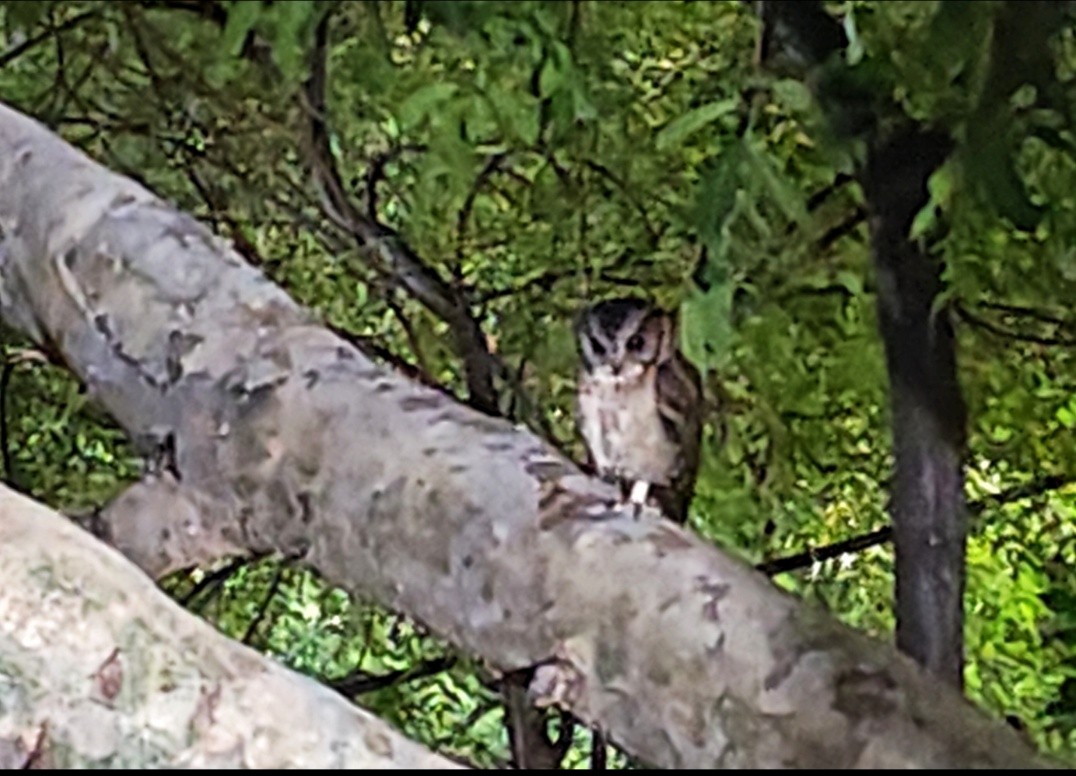 Indian Scops-Owl - ML643219156